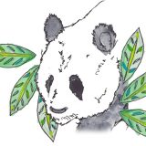 Panda illustration