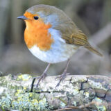 Robin