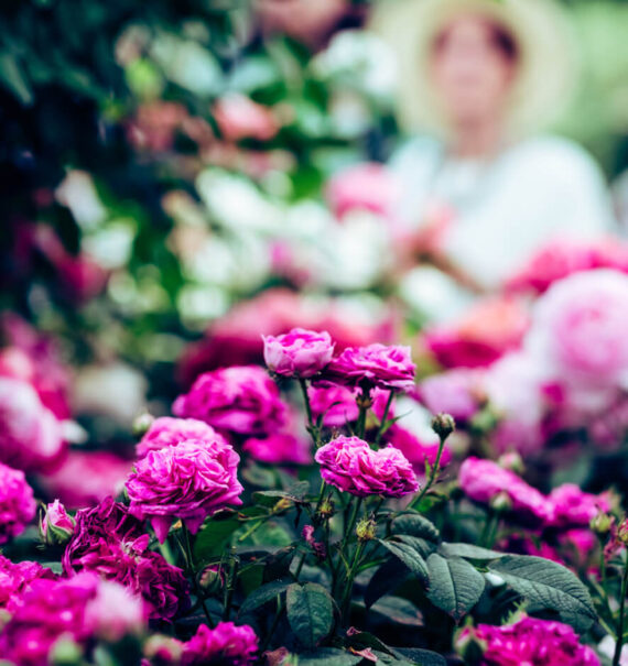 chelsea flower show